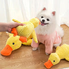 Weißer Pomeranian-Hund mit gelbem Plüsch-Entenspielzeug. Niedlicher Hund in rosa Pullover, spielend auf Holzboden. Haustierbedarf, Hundespielzeug.