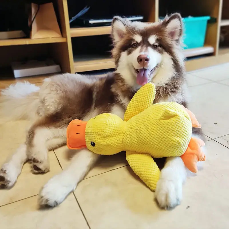 Hund mit gelbem Plüschente-Spielzeug, liegend auf Fliesenboden. Niedlicher Hund, Spielzeug, Haustier, Plüschente, Kuscheltier, Hundespielzeug.