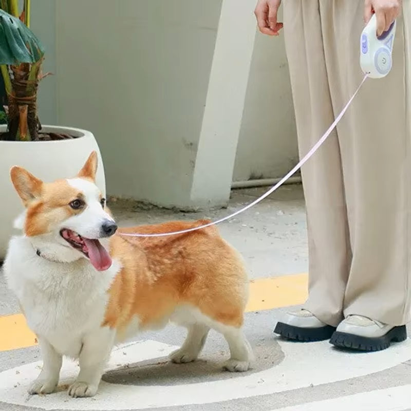 Corgi an der Leine mit automatischer Hundeleine, ideal für Spaziergänge. Perfekt für Haustierbesitzer, die Komfort und Kontrolle schätzen.