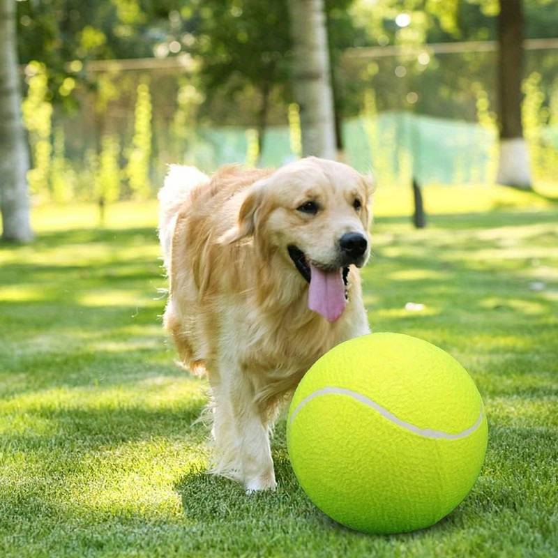 Goldener Retriever spielt mit riesigem Tennisball im Park. Fröhlicher Hund, Sommer, Outdoor-Aktivität, Haustier, Spielzeug, Natur.
