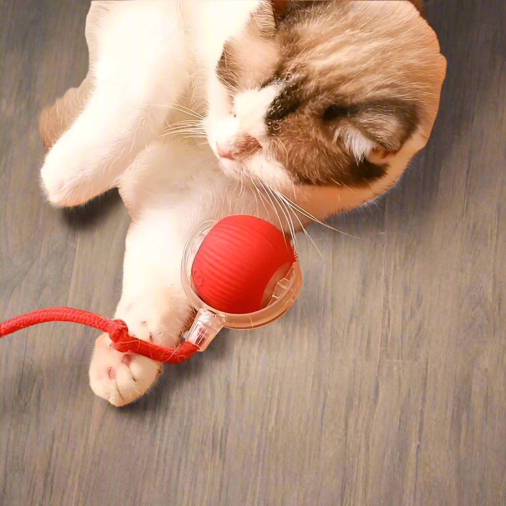 Katze spielt mit rotem interaktivem Katzenspielzeug auf Holzboden. Perfekt für Haustierbeschäftigung und Katzenunterhaltung.