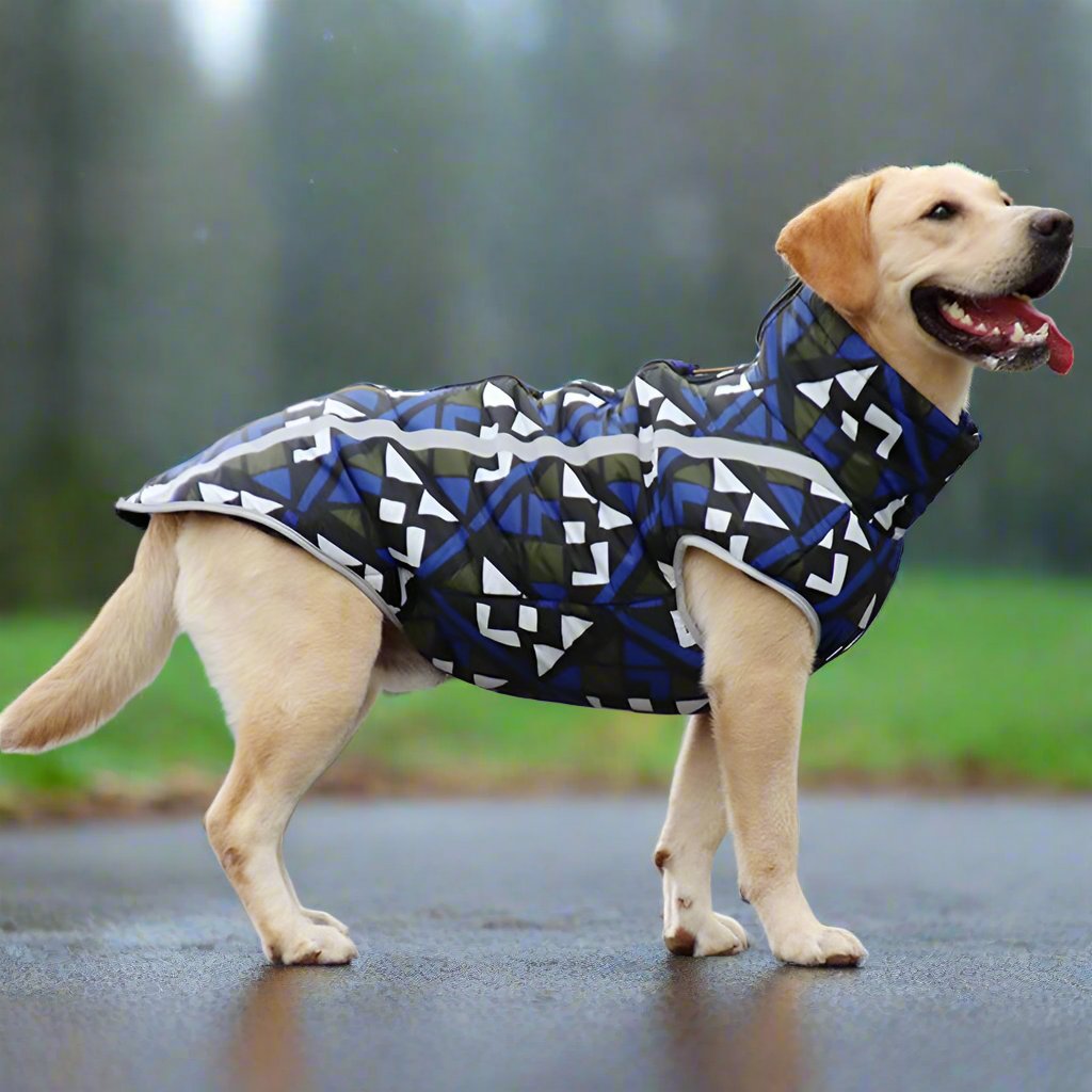 Labrador im geometrisch gemusterten Hundemantel auf nasser Straße. Hundebekleidung, wasserdicht, stilvoll, Outdoor, Haustiermode, Herbst.