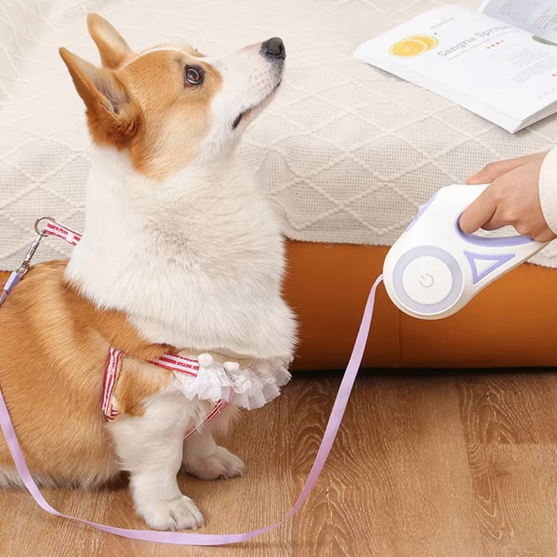 Corgi-Hund mit rosa Leine und Geschirr sitzt aufmerksam auf Teppich. Perfekt für Haustierbedarf, Hundezubehör, Leinen und Geschirre.