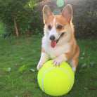 Corgi-Hund spielt mit großem gelben Tennisball im Garten. Niedlicher Hund, Haustier, Outdoor, Sommer, Spaß, Aktivität, Tierfotografie.