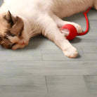 Weiße Katze mit braunen Flecken spielt auf Holzboden mit rotem Spielzeugball. Haustier, Katzenzubehör, verspielte Katze, Tierbedarf.
