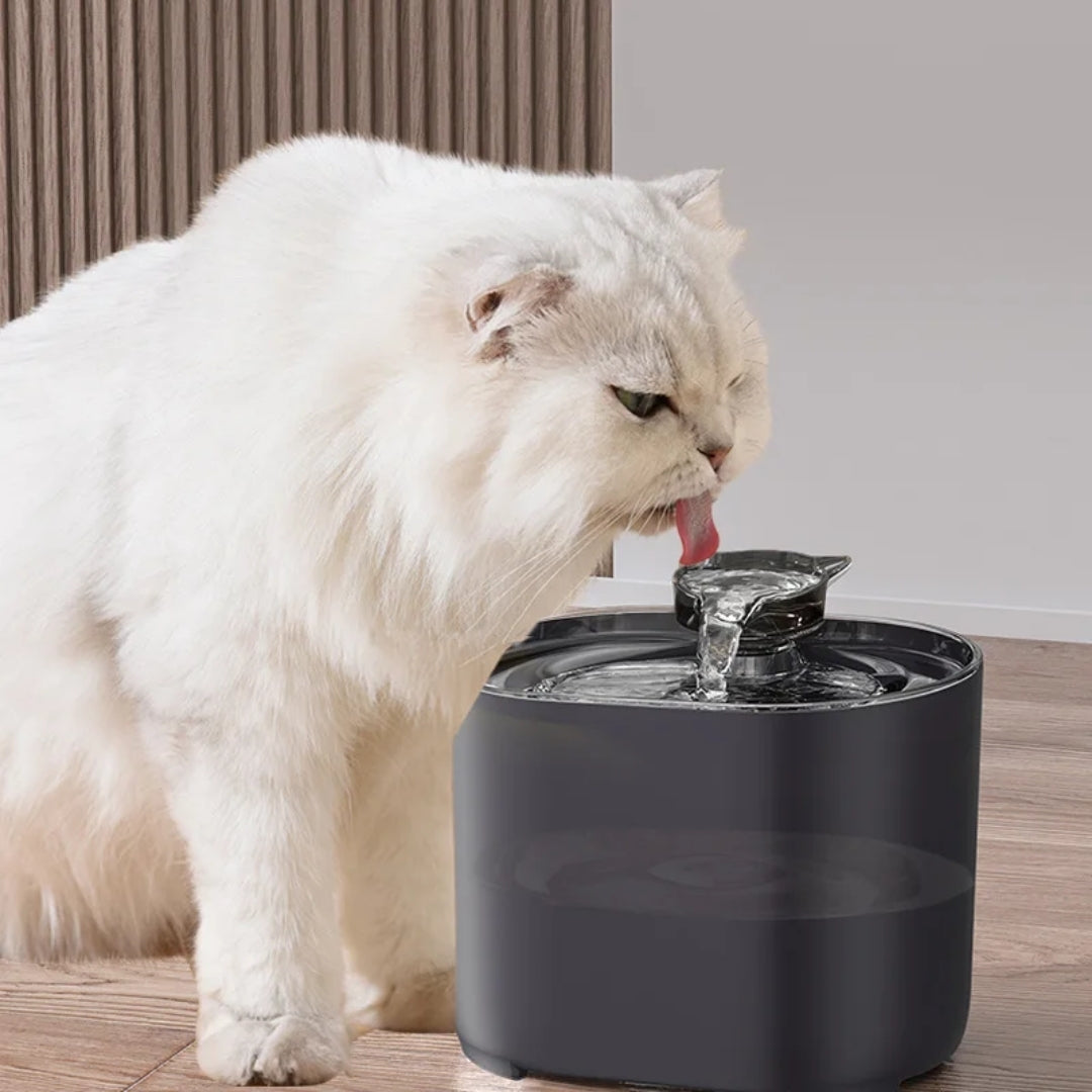 Weiße Katze trinkt aus einem modernen, schwarzen Katzenbrunnen. Haustierbedarf, Katzenzubehör, Trinkbrunnen für Katzen, stilvolles Design.
