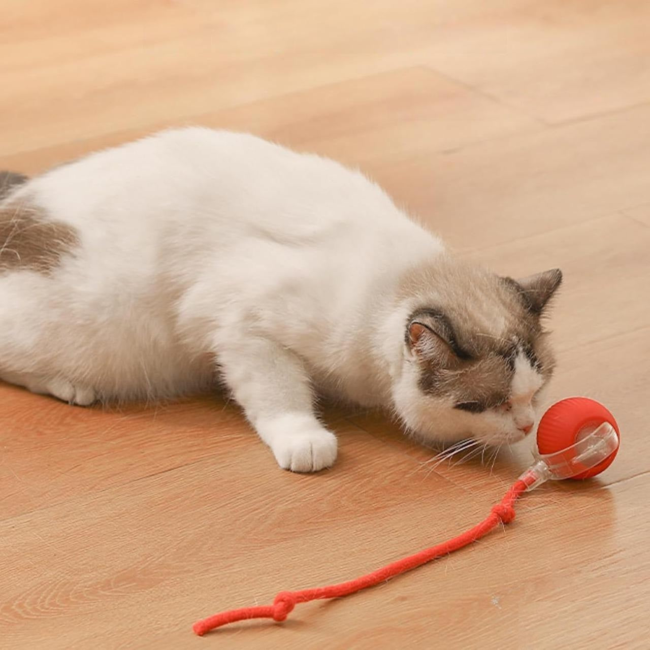 Weiße Katze spielt mit rotem Katzenspielzeug auf Holzboden. Interaktives Spielzeug für Katzen, fördert Bewegung und Unterhaltung.