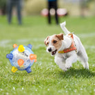 Jack Russell Terrier spielt mit interaktivem Hundespielzeug im Freien. Perfekt für aktive Hunde, fördert Bewegung und Spaß im Garten.