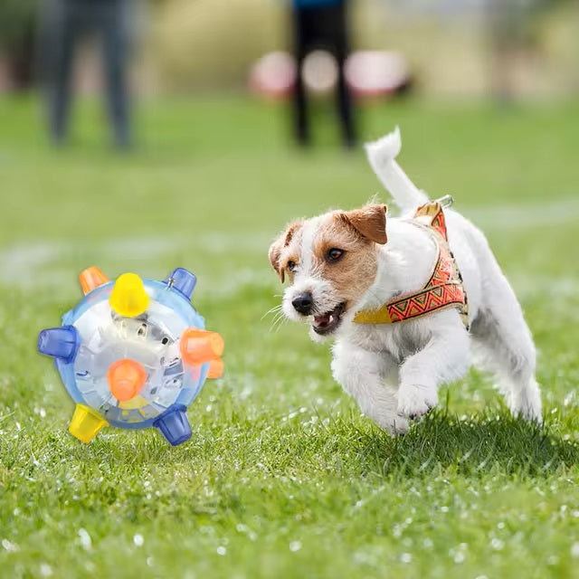 Jack Russell Terrier spielt mit interaktivem Hundespielzeug im Freien. Perfekt für aktive Hunde, fördert Bewegung und Spaß im Garten.