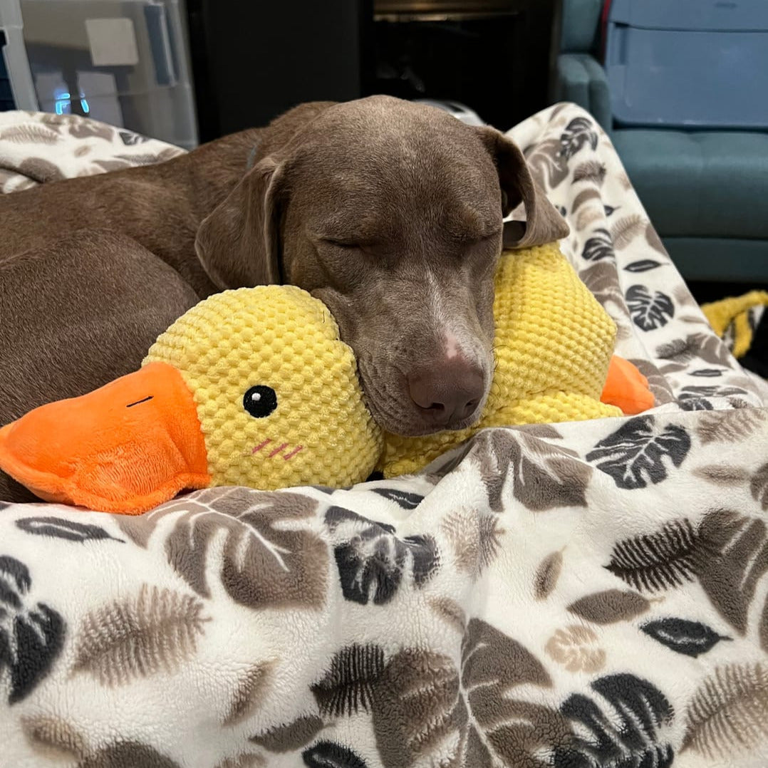 Hund schläft mit gelbem Plüsch-Entenspielzeug auf gemusterter Decke im Wohnzimmer.