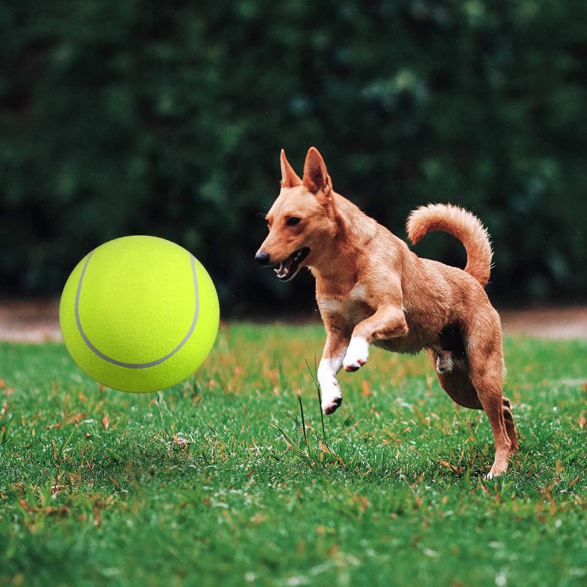 Hund spielt mit großem Tennisball im Freien. Perfekt für aktive Haustiere, Hundespielzeug, Outdoor-Spaß. Ideal für Bewegung und Training.