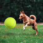 Hund spielt mit großem Tennisball im Freien. Perfekt für aktive Haustiere, Hundespielzeug, Outdoor-Spaß. Ideal für Bewegung und Training.