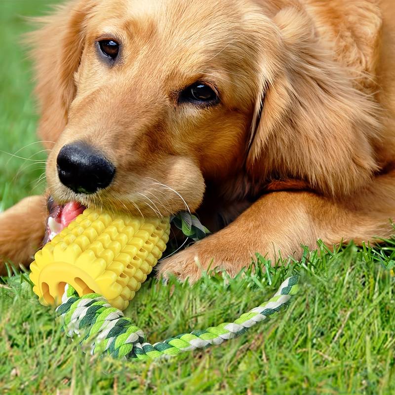 Goldener Retriever-Welpe spielt mit gelbem Kauspielzeug auf grünem Rasen. Hundespielzeug, Zahnpflege, Haustierbedarf, robustes Seil.