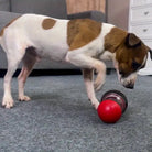 Hund spielt mit rotem Intelligenzspielzeug im Wohnzimmer. Jack Russell Terrier, interaktives Hundespielzeug, mentale Stimulation, Haustierbeschäftigung.