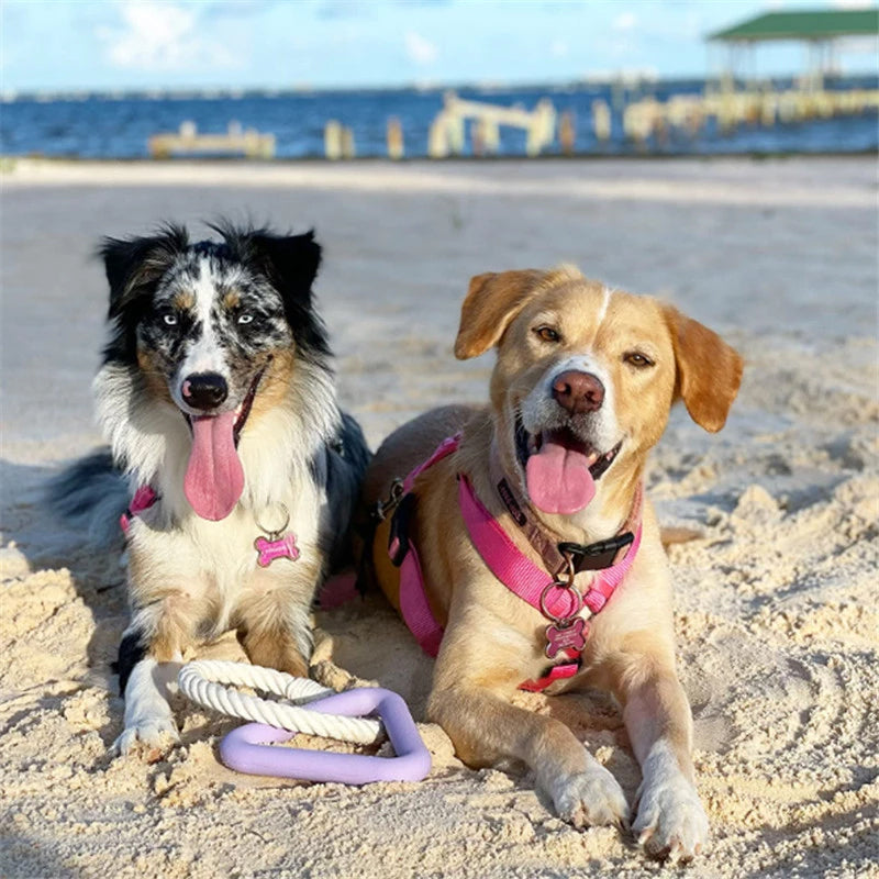 Zwei Hunde am Strand mit Spielzeug, tragen rosa Geschirre. Perfekt für Haustierliebhaber, Strandaktivitäten, Hundespielzeug, Sommerabenteuer.