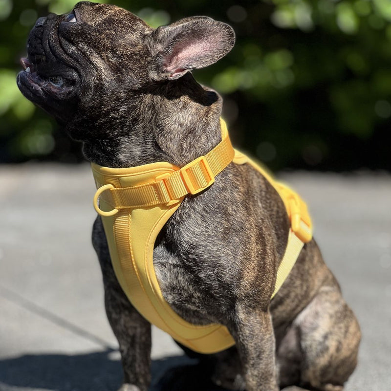 Französische Bulldogge mit gelbem Geschirr im Freien. Haustiermode, Hundezubehör, stilvolles Hundegeschirr, komfortabel, robust.