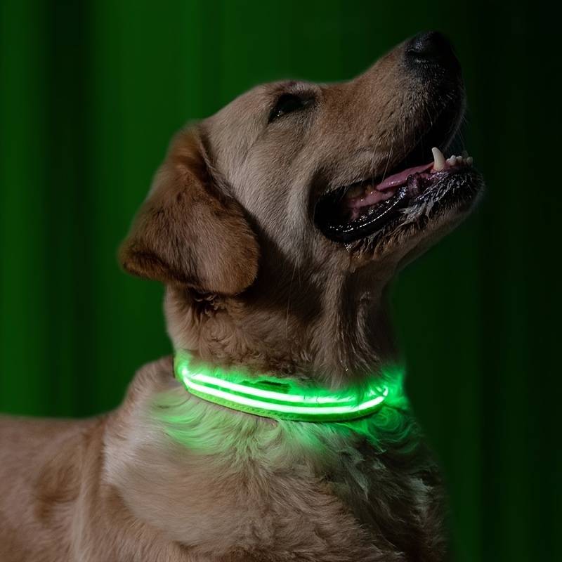 Hund mit leuchtendem LED-Halsband, ideal für Sicherheit und Sichtbarkeit bei Nacht. Perfekt für Spaziergänge und Outdoor-Aktivitäten.