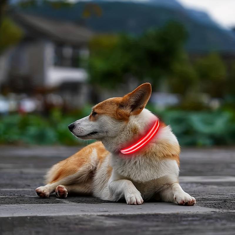 Corgi mit leuchtendem LED-Hundehalsband, ideal für Sicherheit bei Nacht. Perfekt für Spaziergänge, langlebig und wetterfest.