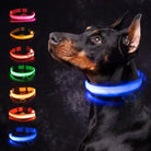 LED-Hundehalsband in verschiedenen Farben, ideal für Sicherheit und Sichtbarkeit bei Nacht. Perfekt für Hunde, langlebig und wetterfest.