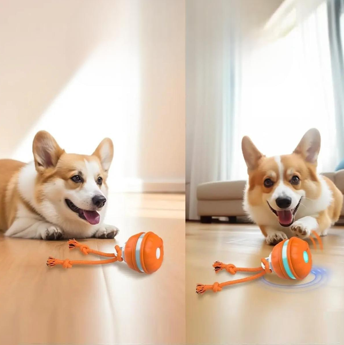 Interaktives Hundespielzeug, orange, mit Seil, ideal für Corgis. Fördert Spielspaß und Bewegung. Perfekt für drinnen und draußen.