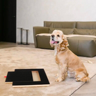 Hund sitzt neben Kratzbrett mit Leckerlis auf Teppich im Wohnzimmer. Perfekt für Hundepflege, Krallenpflege, Haustierbedarf, Hundezubehör.