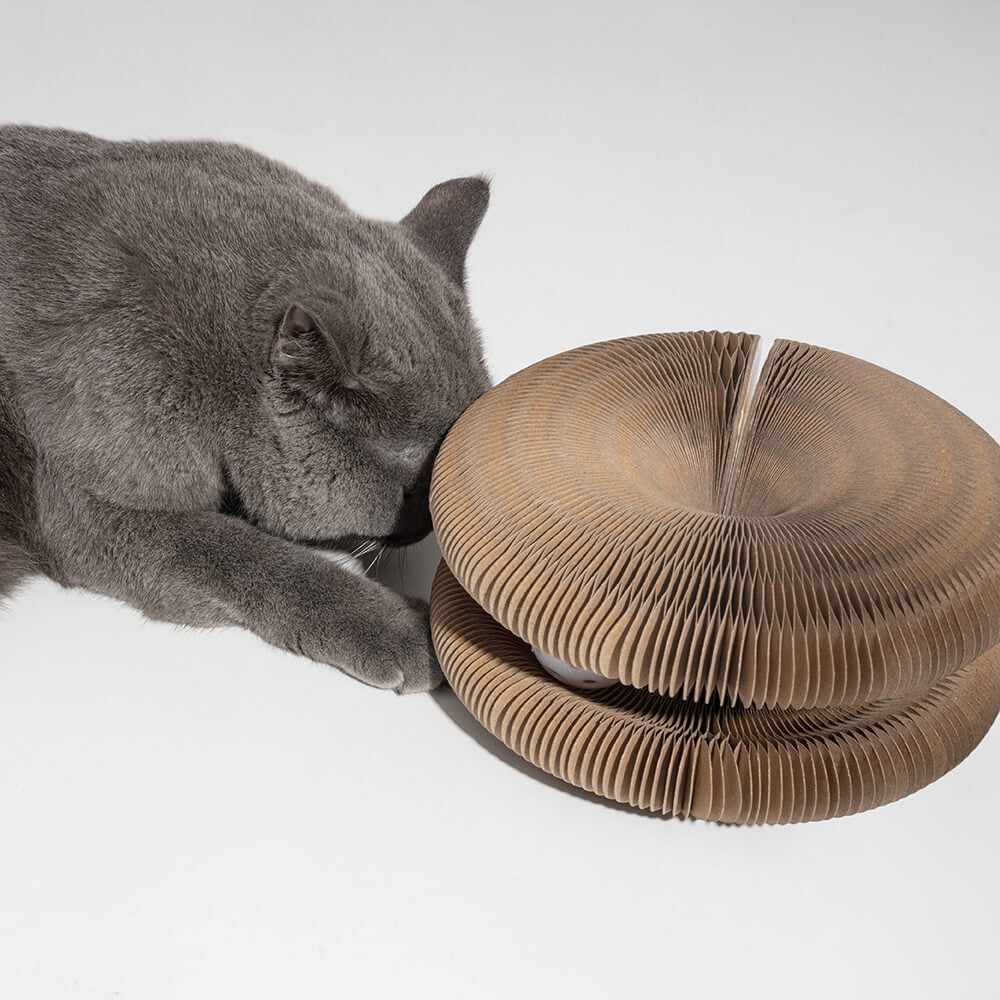 Graue Katze mit faltbarem Kratzbrett aus Pappe, langlebig, mit Glockenball.