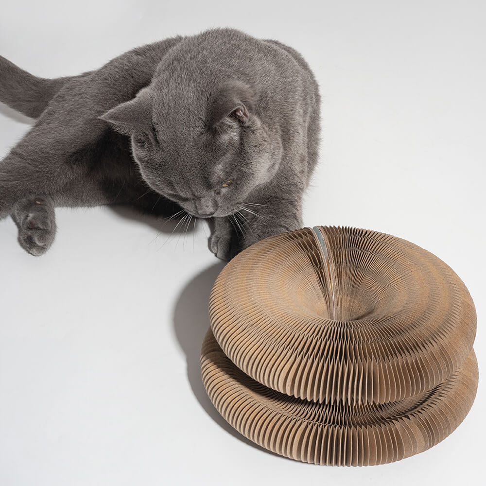 Graue Katze neben faltbarem, haltbarem Kratzbrett aus Pappe mit Glockenball.