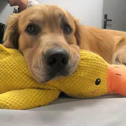 Golden Retriever kuschelt mit gelbem Plüsch-Entenspielzeug auf dem Boden, Haustierfreundschaft.