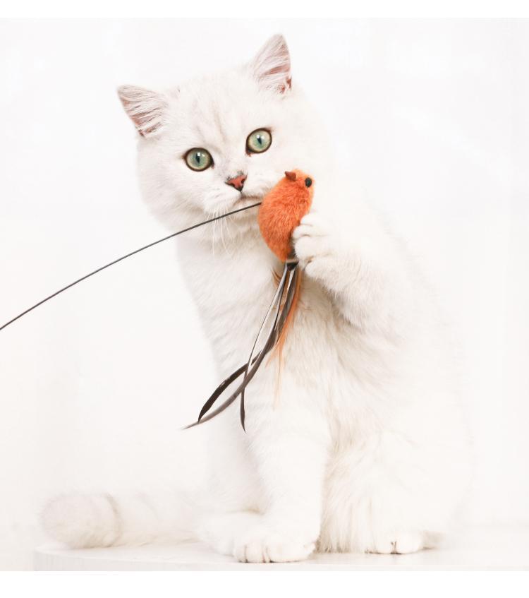 Weißer Britisch Kurzhaar Kater mit grünem Auge spielt mit orangefarbenem Katzenspielzeug.