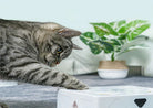 Graue Katze spielt mit weißem interaktivem Katzenspielzeug, Zimmerpflanze im Hintergrund.