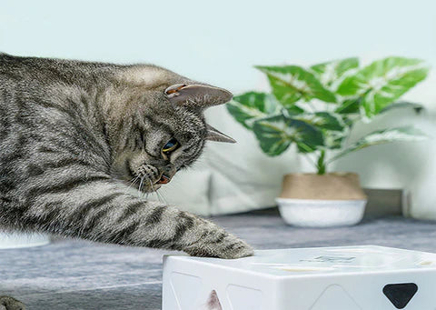 Graue Katze spielt mit weißem interaktivem Katzenspielzeug, Zimmerpflanze im Hintergrund.