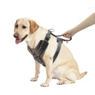 Labrador mit schwarzem Hundegeschirr, Leder, robust, für Spaziergänge, Hundeleine in Hand.