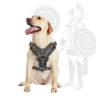 Labrador mit schwarzem Hundegeschirr, robustes Leder, verstellbar, für große Hunde.