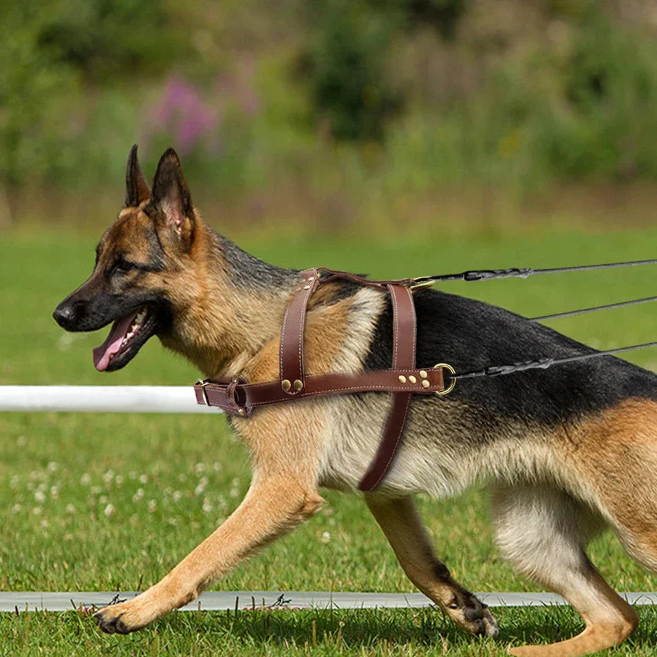 Deutscher Schäferhund mit braunem Lederhundegeschirr beim Training im Freien.
