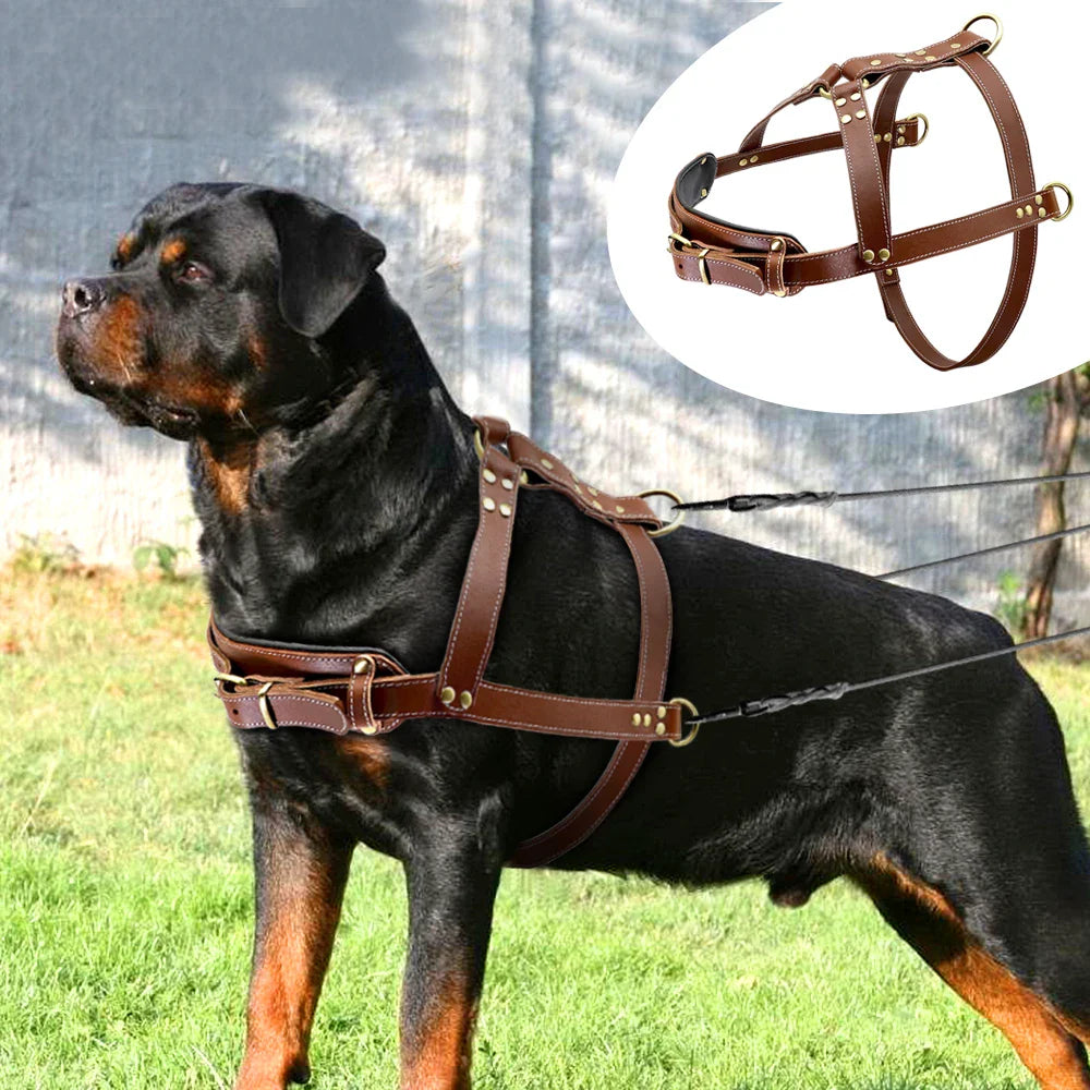 Rottweiler mit braunem Lederhundegeschirr, robust und verstellbar für große Hunde.