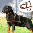 Rottweiler mit braunem Lederhundegeschirr, robust und verstellbar für große Hunde.