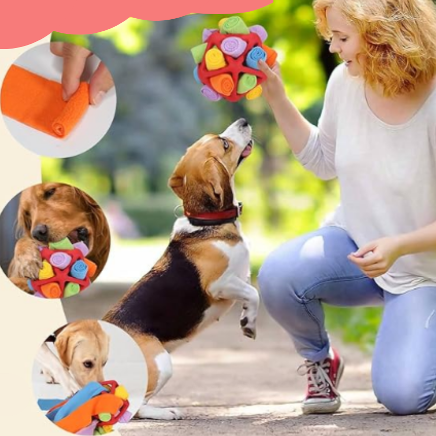 Frau spielt mit Hund und buntem Hundespielzeug, interaktives Spielzeug für Hunde, Outdoor-Aktivität.