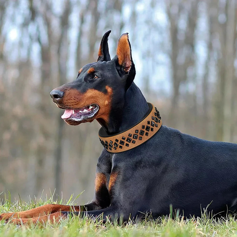 Dobermann mit braunem Lederhalsband, Hundehalsband, robust, stilvoll, im Freien, Natur.