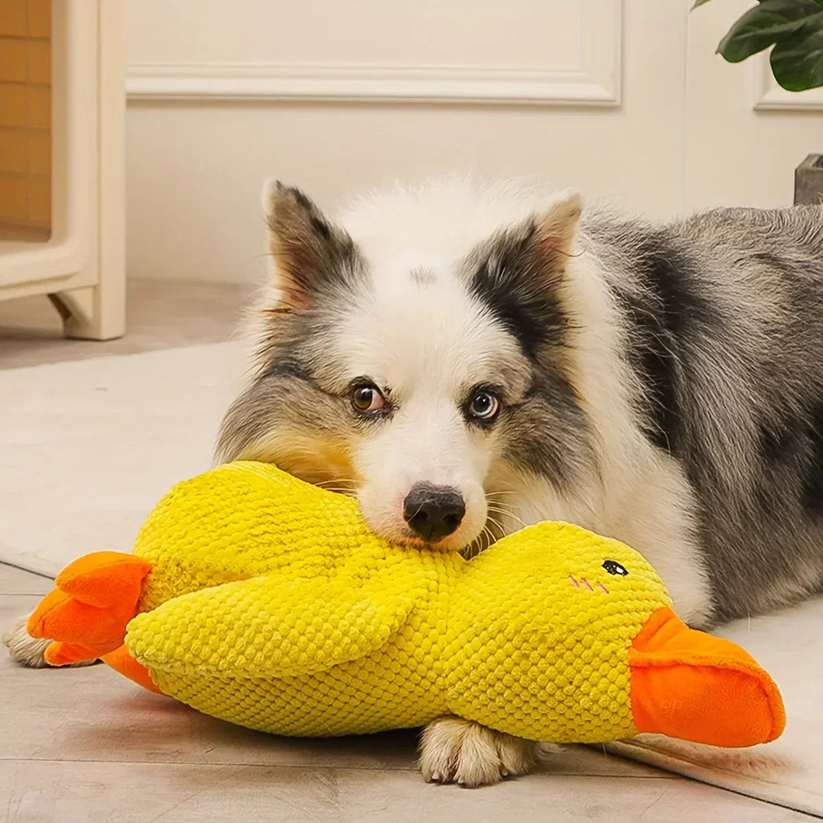 Hund mit gelbem Plüsch-Entenspielzeug, Border Collie, Haustierbedarf, Spielzeug für Hunde.