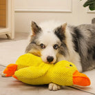 Hund mit gelbem Plüsch-Entenspielzeug, Border Collie, Haustierbedarf, Spielzeug für Hunde.