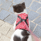 Katze mit rotem Geschirr und Leine auf gepflastertem Weg. Haustiermode, Katzengeschirr, Sicherheit für Katzen, stilvolles Design.