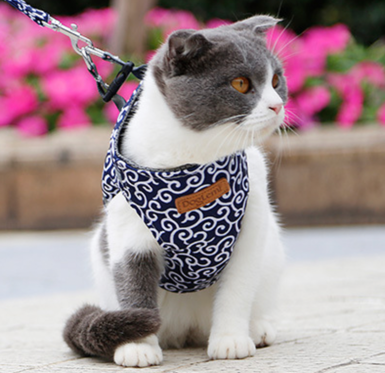Katze mit blau-weißem Geschirr und Leine, sitzt draußen. Haustier, Sicherheit, Spaziergang, stilvolles Katzengeschirr, bequem, kontrolliert.