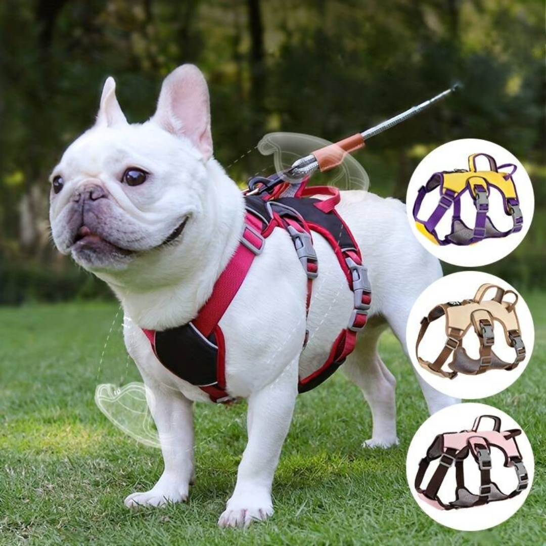 Französische Bulldogge mit rotem Hundegeschirr im Freien. Bequemes, verstellbares Geschirr für kleine Hunde. Ideal für Spaziergänge.