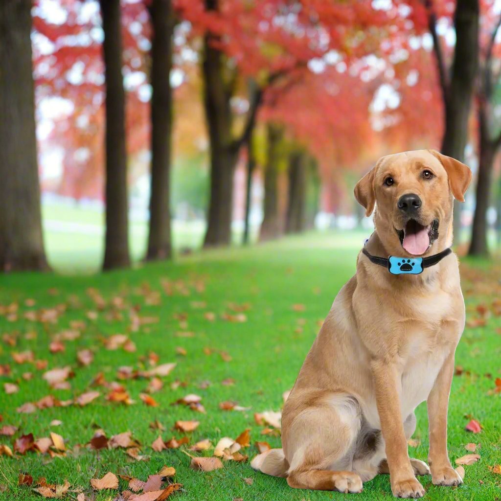 Labrador mit Anti-Bell-Halsband sitzt auf grünem Rasen, umgeben von herbstlichen Bäumen. Hundehalsband, Anti-Bell, Herbstlandschaft, Labrador.