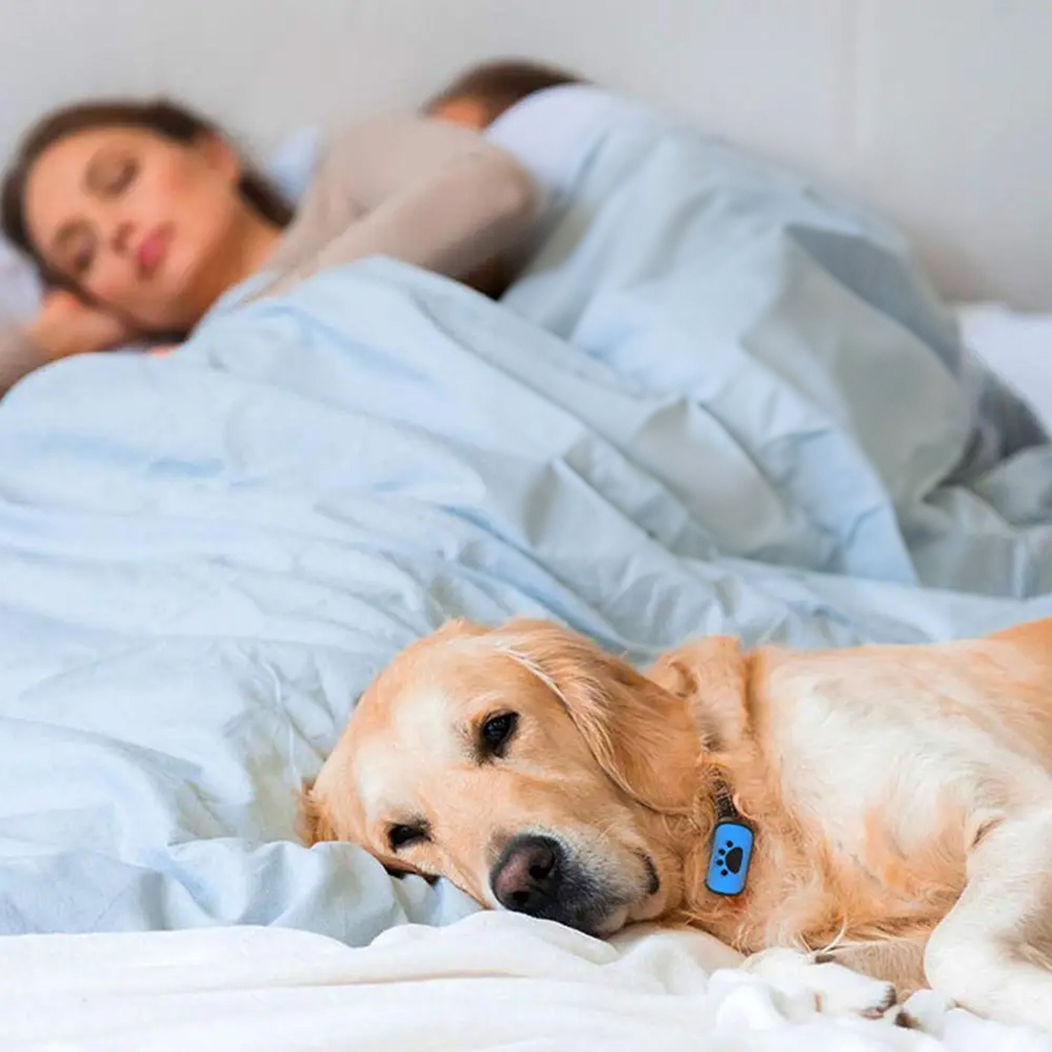 Hund mit Anti-Bell-Halsband schläft auf Bett, während Paar im Hintergrund ruht. Effektives Trainingshalsband, Haustierbedarf, Hundeerziehung.
