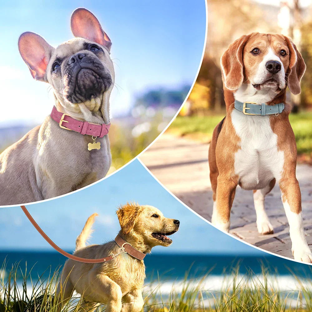 Hundehalsbänder in verschiedenen Farben und Designs, ideal für kleine und große Hunde. Hochwertige Materialien, langlebig und stilvoll.