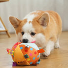 Corgi-Welpe spielt mit buntem Hundespielzeugball auf Holzboden. Perfektes Haustierfoto, ideal für Tierbedarf, Hundespielzeug, Corgi-Liebhaber.