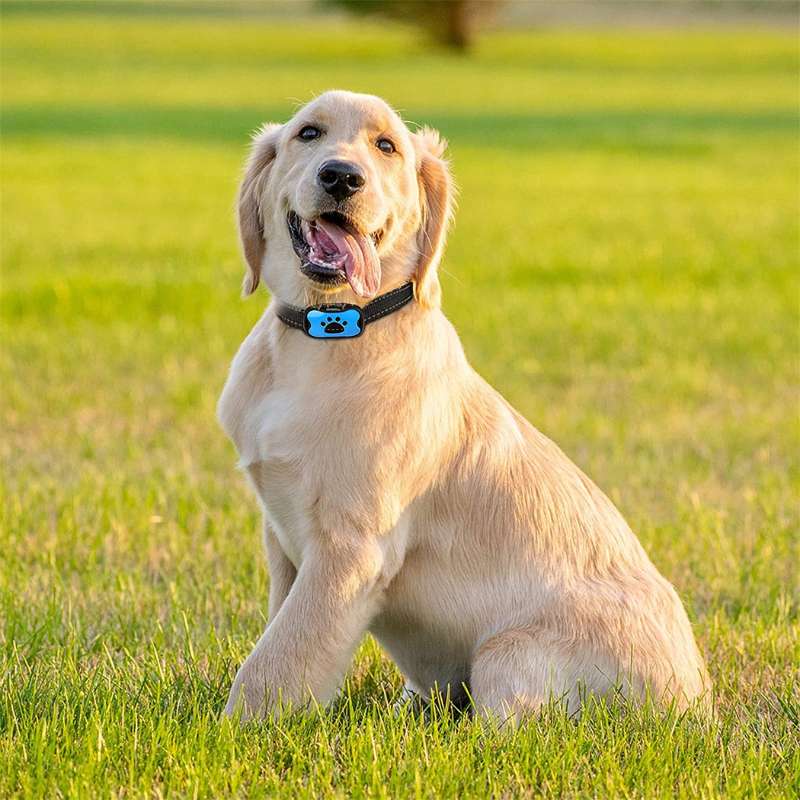 Golden Retriever Welpe mit blauem Hundehalsband auf grünem Rasen, Haustierfotografie.