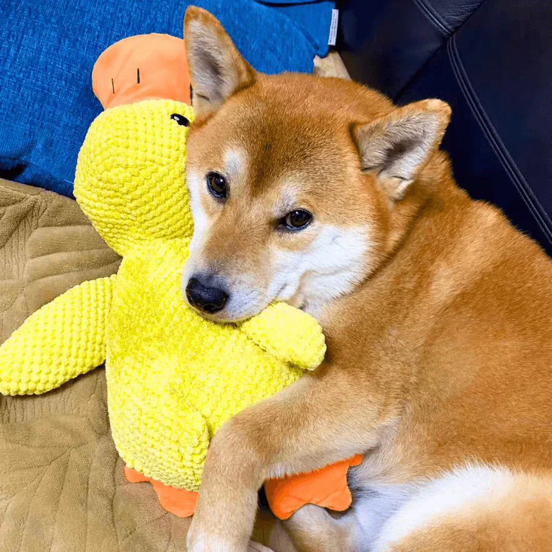 Shiba Inu kuschelt mit gelbem Plüsch-Entenspielzeug auf Sofa, beruhigendes Hundespielzeug.