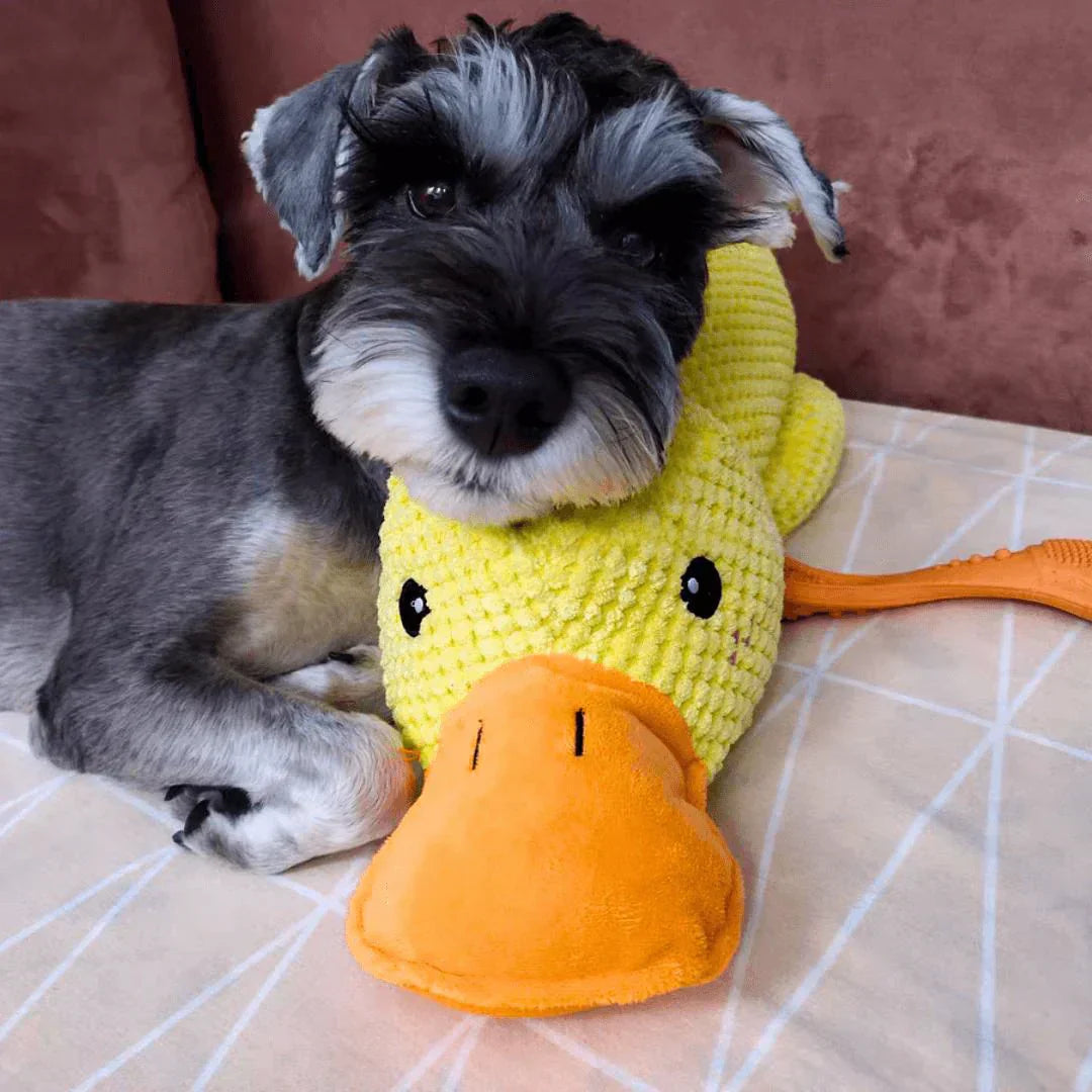 Hund mit gelbem Plüsch-Entenspielzeug, beruhigend, weiches Material, Haustierbedarf.